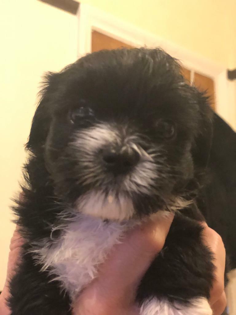 super chewer barkbox